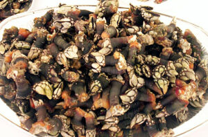 PERCEBES